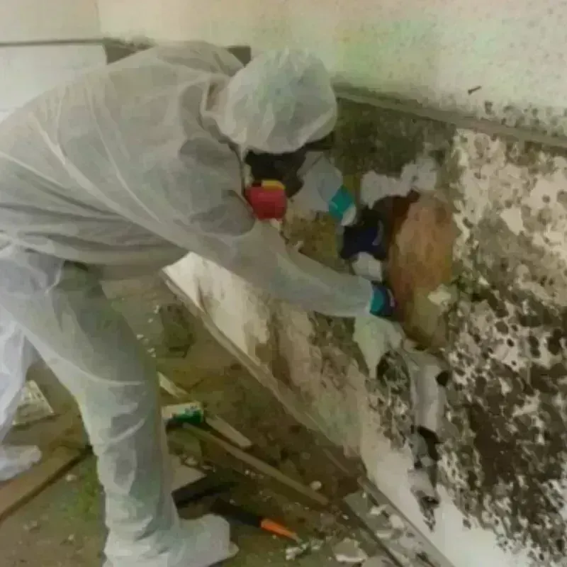 Mold Remediation and Removal in Elizabethton, TN